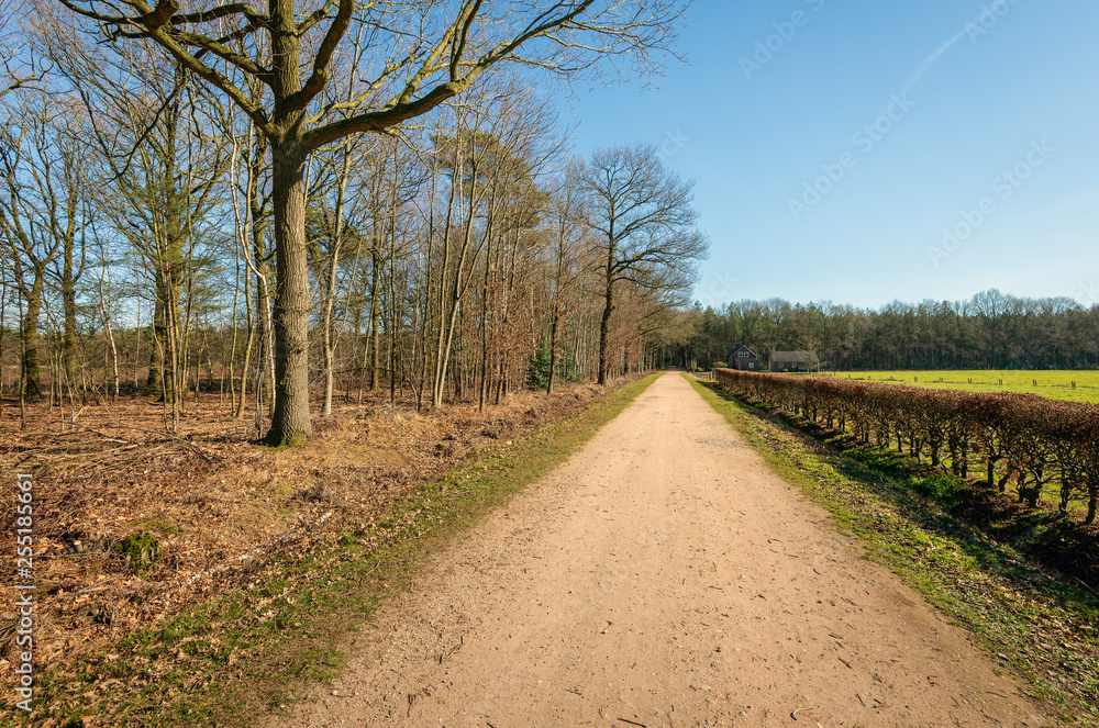 Straight sandy road along a beech hedge with brown withered leaves Straight sandy road along a beech hedge with brown withered leaves