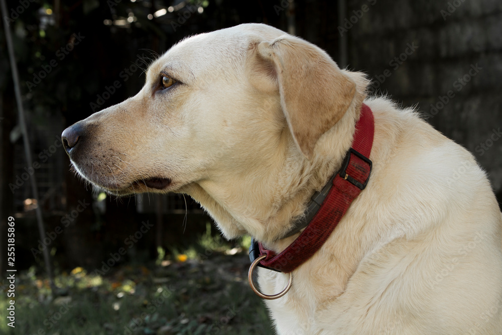 Portrait of a white dog with brown eyes and red leash Portrait of a white dog with brown eyes and red leash