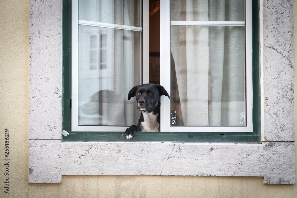 Black and white dog looks out of a white window