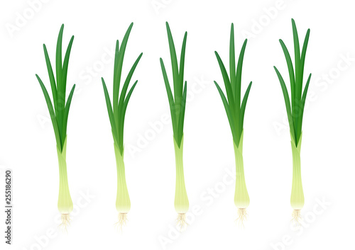 Onion. Ripe green vegetable. Natural food. Organic product for salad. Botanical plant. Healthy meal. Isolated white background. Eps10 vector illustration.