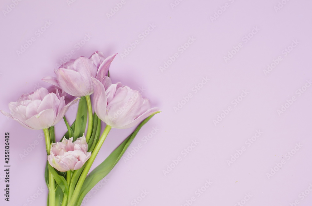 Fototapeta premium Spring tulip flowers on pastel light purple background top view. 