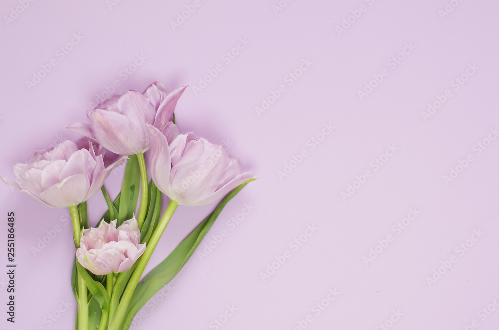 Spring tulip flowers on pastel light purple background top view. 