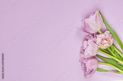 Fototapeta Naklejka Na Ścianę i Meble -  Spring tulip flowers on pastel light purple background top view. 