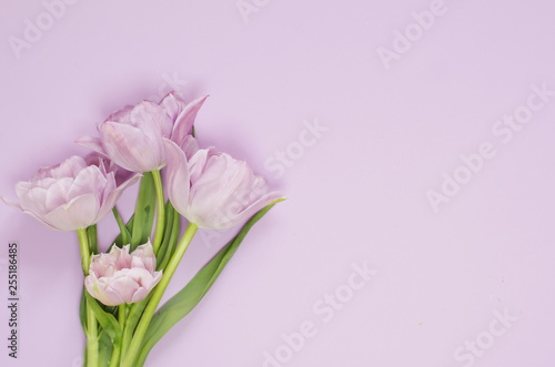 Spring tulip flowers on pastel light purple background top view.  © Julia