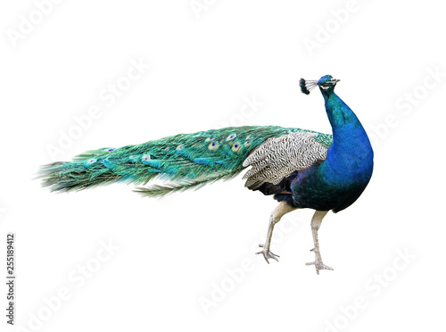 Beautiful Peacock Isolated On White