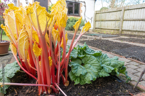 Valokuva forced rhubarb growing next to non forced rhubarb