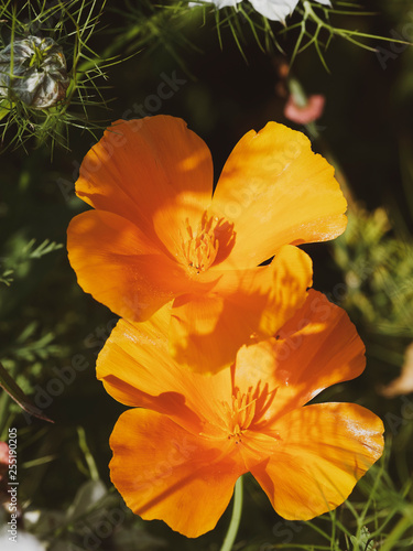 Gros plan sur des fleurs de pavots d'Amérique (Eschscholzia californica) aux pétales fleuries jaunes orangées photo