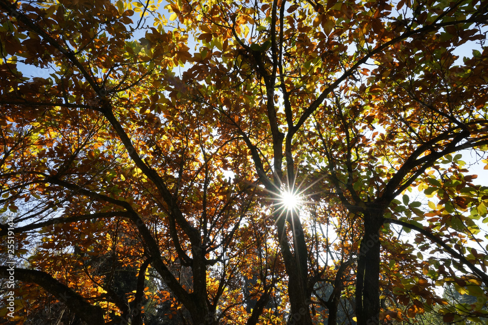 Obraz premium Goldene Herbststimmung im Park