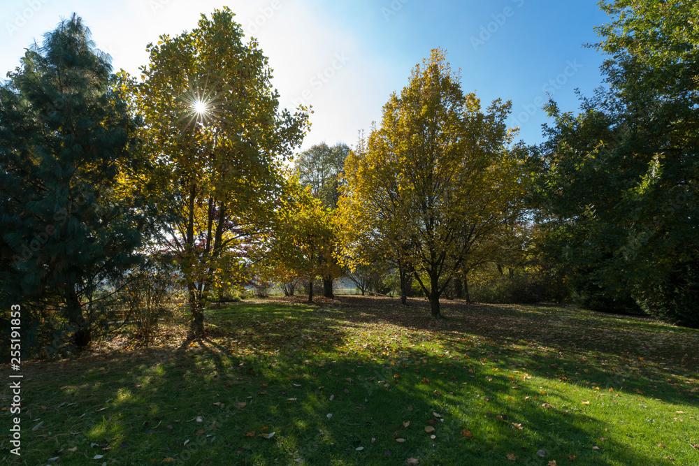 Goldene Herbststimmung im Park