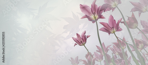 Fototapeta Tło żałoby dla karty współczucia z delikatnymi tulipanami, jasnymi liśćmi klonu