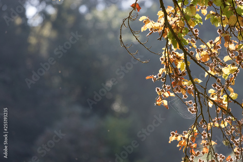 leaves in autumn mist morning low light