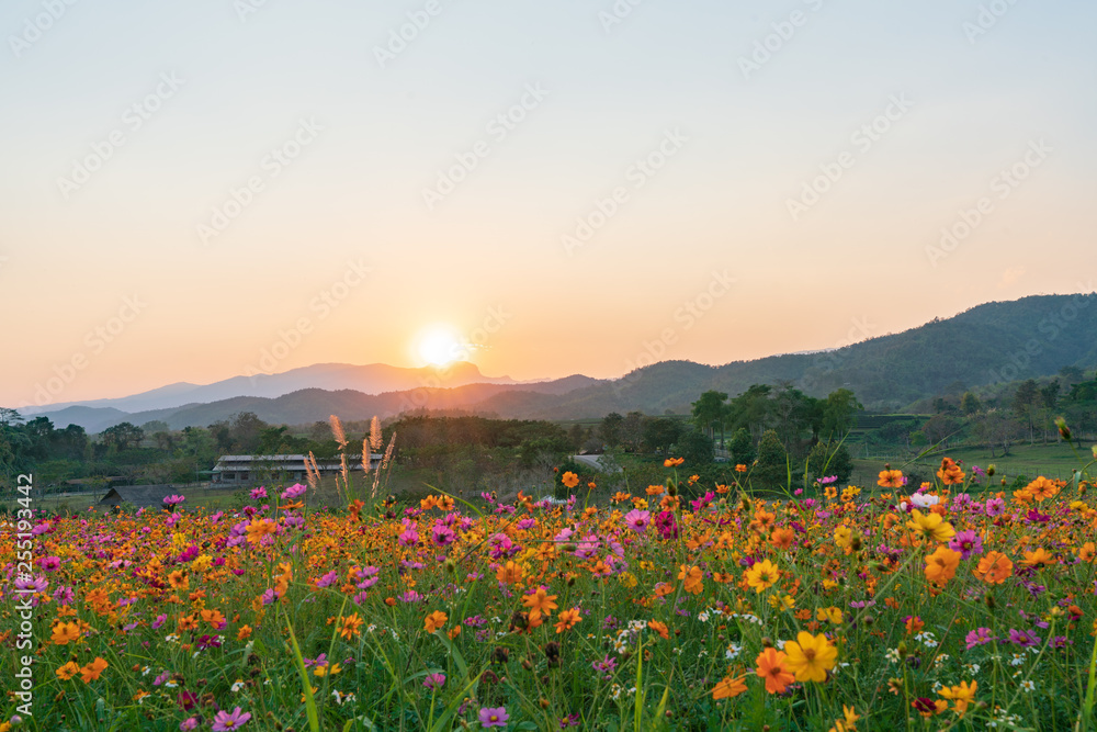 花畑と夕日