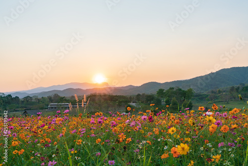 花畑と夕日 © freedom_haya