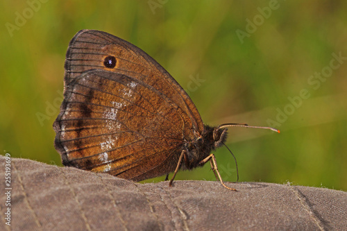 Minois dryas (SCOPOLI, 1763) Blauäugiger Waldportier, Männchen DE, BY, Murnauer Moos 24.07.2016 photo