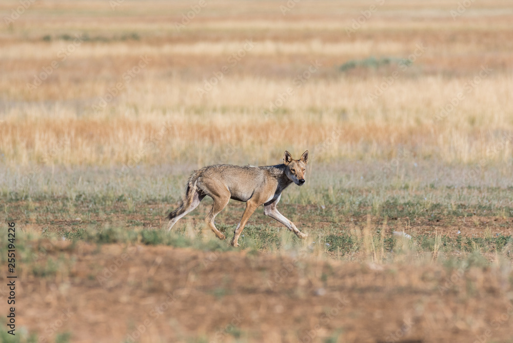 Wet Gray wolf (Canis lupus) runs across the field. Chyornye Zemli (Black Lands) Nature Reserve, Kalmykia region, Russia. Wet Gray wolf (Canis lupus) runs across the field. Chyornye Zemli (Black Lands) Nature Reserve, Kalmykia region, Russia.