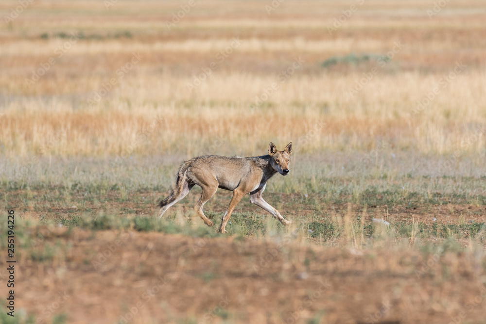 Wet Gray wolf (Canis lupus) runs across the field. Chyornye Zemli (Black Lands) Nature Reserve, Kalmykia region, Russia.