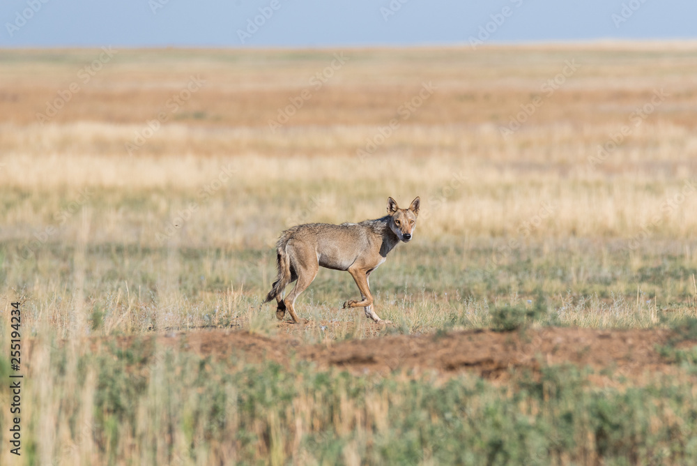 Wet Gray wolf (Canis lupus) runs across the field. Chyornye Zemli (Black Lands) Nature Reserve, Kalmykia region, Russia. Wet Gray wolf (Canis lupus) runs across the field. Chyornye Zemli (Black Lands) Nature Reserve, Kalmykia region, Russia.