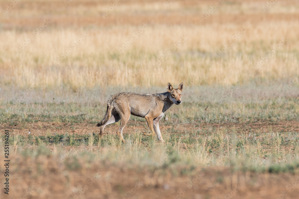 Wet Gray wolf (Canis lupus) runs across the field. Chyornye Zemli (Black Lands) Nature Reserve, Kalmykia region, Russia. Wet Gray wolf (Canis lupus) runs across the field. Chyornye Zemli (Black Lands) Nature Reserve, Kalmykia region, Russia.