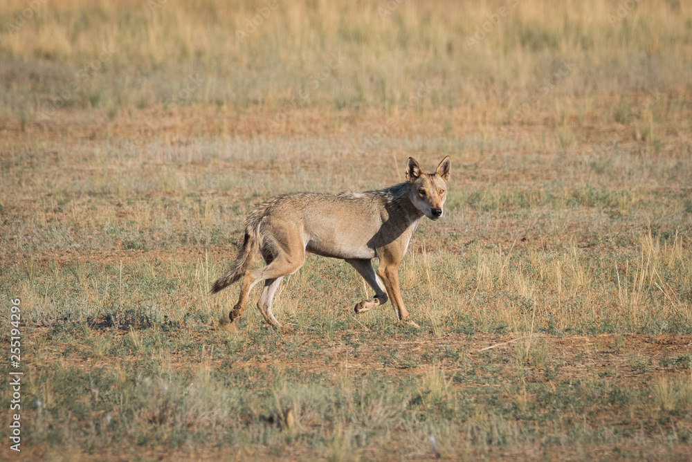 Wet Gray wolf (Canis lupus) runs across the field. Chyornye Zemli (Black Lands) Nature Reserve, Kalmykia region, Russia. Wet Gray wolf (Canis lupus) runs across the field. Chyornye Zemli (Black Lands) Nature Reserve, Kalmykia region, Russia.
