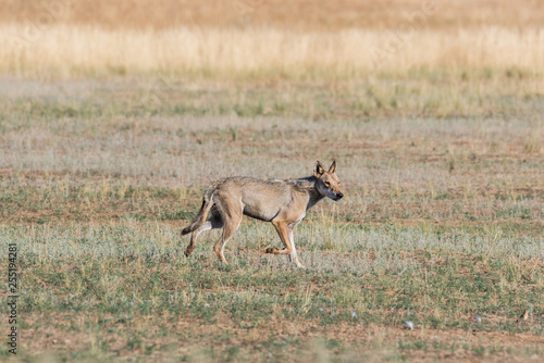 Wet Gray wolf (Canis lupus) runs across the field. Chyornye Zemli (Black Lands) Nature Reserve, Kalmykia region, Russia.