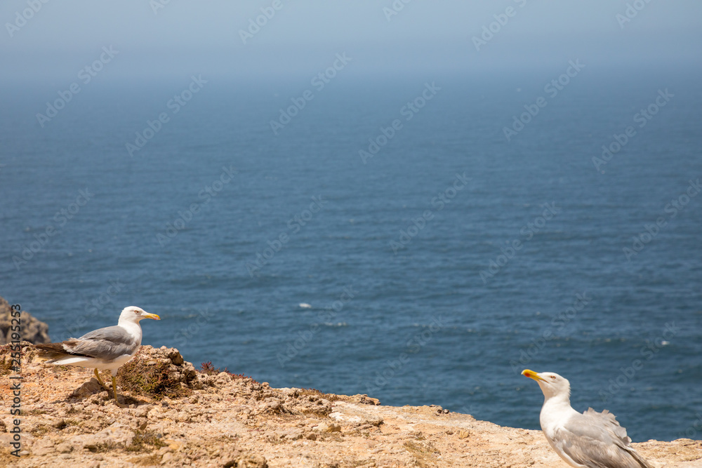 seagulls on the beach