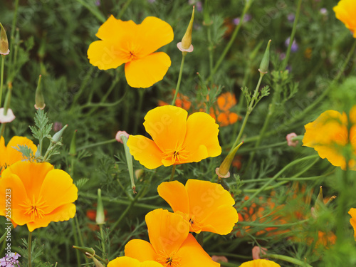 Eschscholzia californica - Pavot de Californie de couleur jaune or ou jaune orangée, une plante d'ornement des jardins mais parfois invasive sur de vastes prairies
