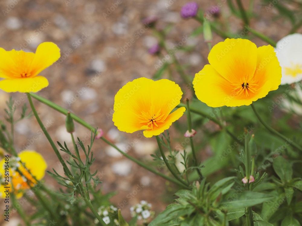 Naklejka premium Eschscholzia californica - Pavot de Californie de couleur jaune or ou jaune orangée, une plante d'ornement des jardins mais parfois invasive sur de vastes prairies