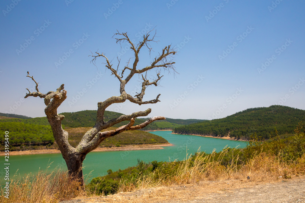 Trees on a river background in Portugal