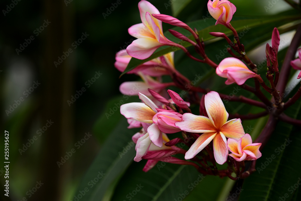 Colorful flowers in the garden.Plumeria flower blooming.Beautiful flowers in the garden Blooming in the summer.Landscaped Formal Garden.Colorful flowers in city park