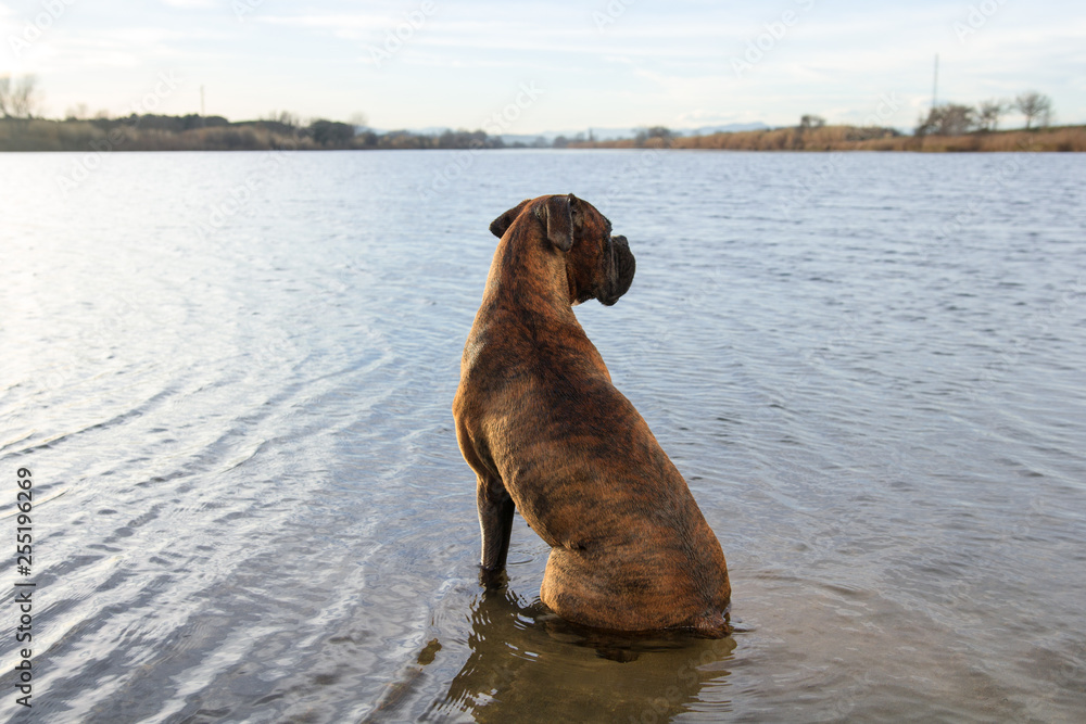 boxer looking away boxer looking away