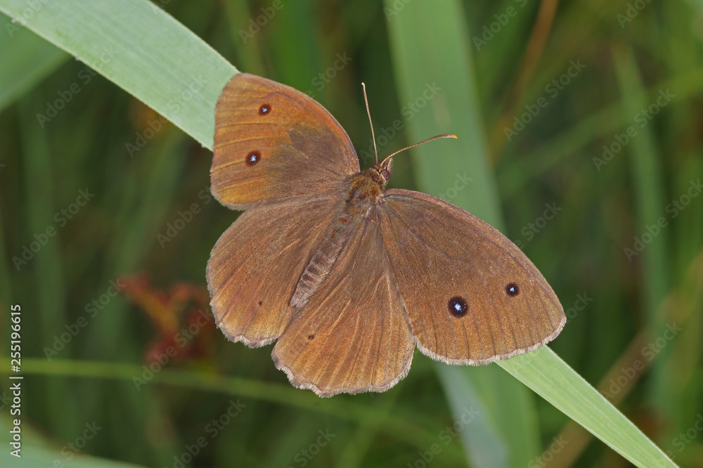 Minois dryas (SCOPOLI, 1763) Blauäugiger Waldportier, Männchen DE, BY, Murnauer Moos 27.07.2016 Minois dryas (SCOPOLI, 1763) Blauäugiger Waldportier, Männchen DE, BY, Murnauer Moos 27.07.2016