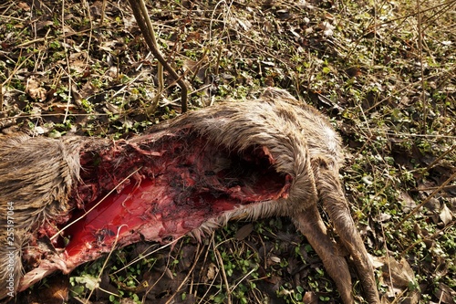 Tablou pe pânză Dead headless deer in a forest in autumn