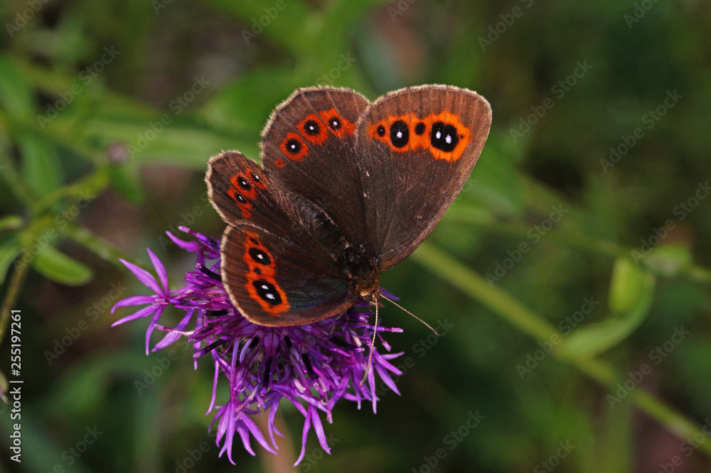 Obraz premium Erebia aethiops (ESPER, [1777]) Graubindiger Mohrenfalter DE, BY, Wallgau 30.07.2016