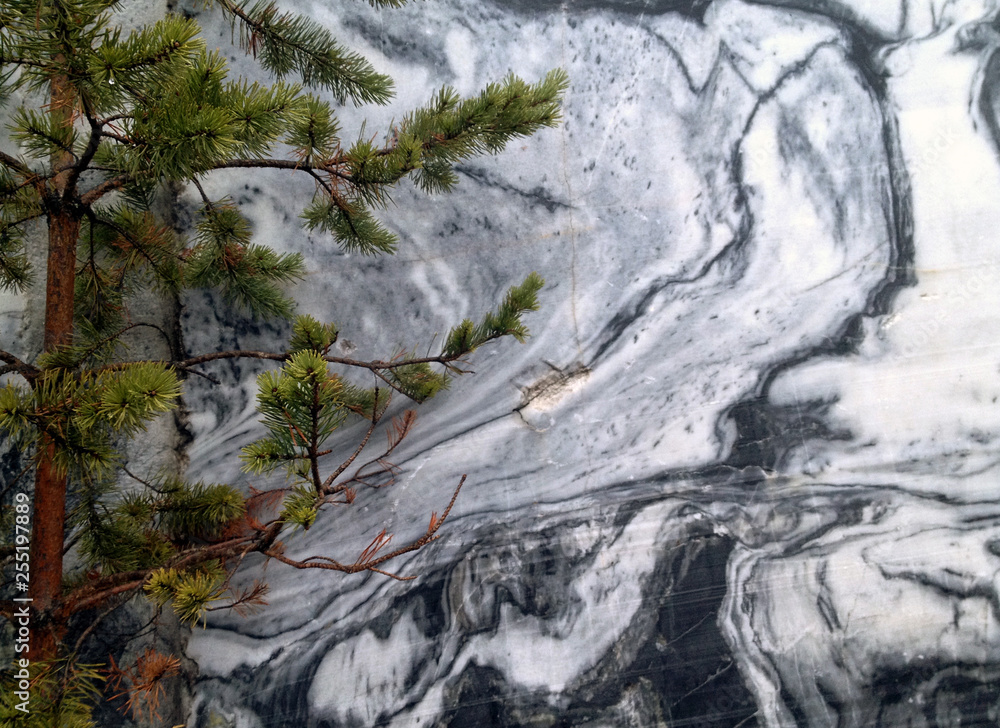 Fototapeta premium Marble and spruce background