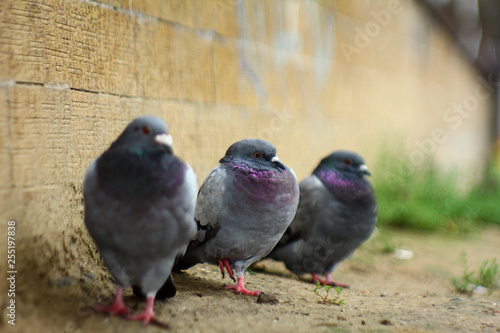 Pigeons and doves