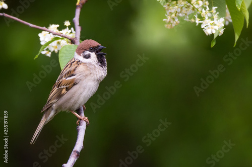 Singing Tree sparrow bird on a branch