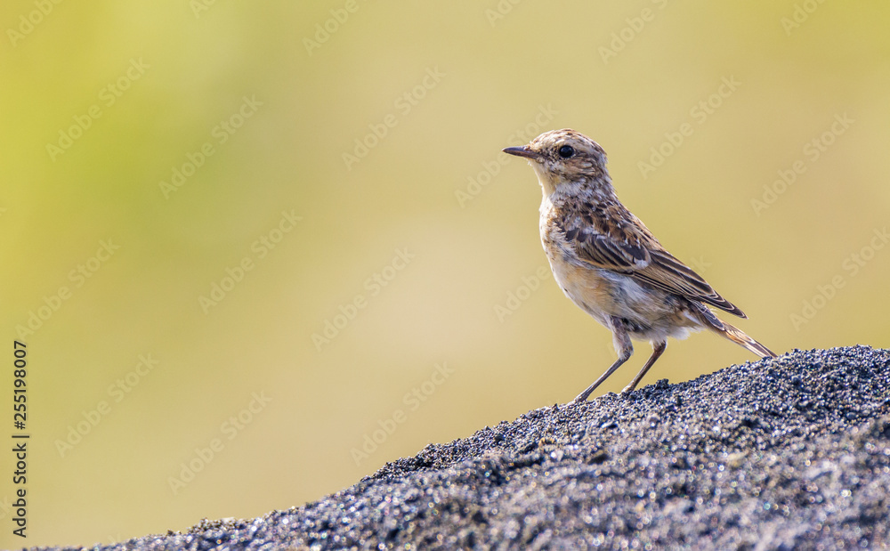 Whinchat bird on a pile of land Whinchat bird on a pile of land