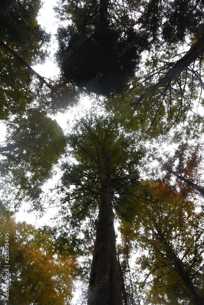 Fototapeta premium trees and blue sky