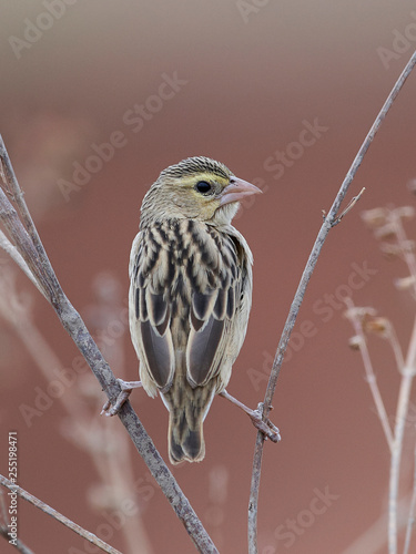 Northern red bishop (Euplectes franciscanus) photo