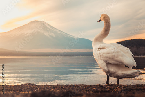 swan on a lake