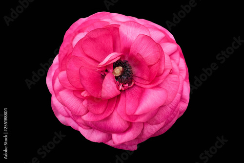 pink peonia flower on black background