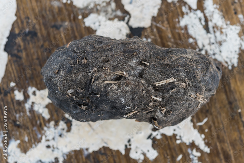 pellet and droppings of a barn owl