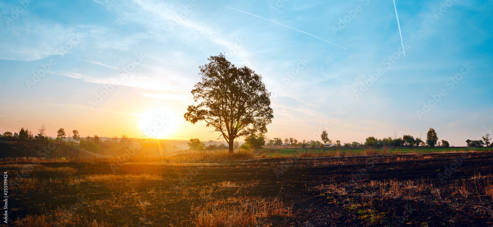 Beautiful autumn landscape with lone oak growing in the fields on a background of sunset sky and setting sun