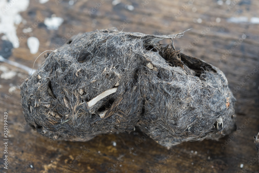 pellet and droppings of a barn owl pellet and droppings of a barn owl