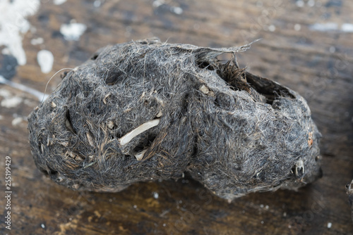 pellet and droppings of a barn owl 