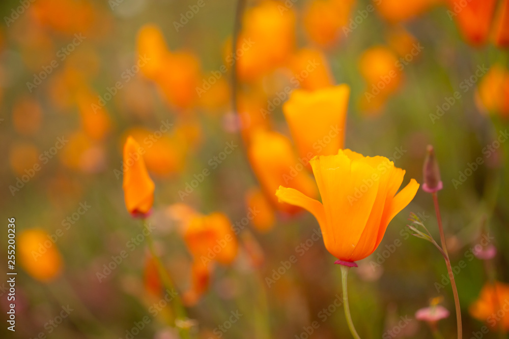 Golden poppies fields in Walker Canyon Lake Elsinore spring 2019 Golden poppies fields in Walker Canyon Lake Elsinore spring 2019