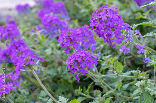 Vibrant purple flowers blooming in the garden  PURPLE HAZE 