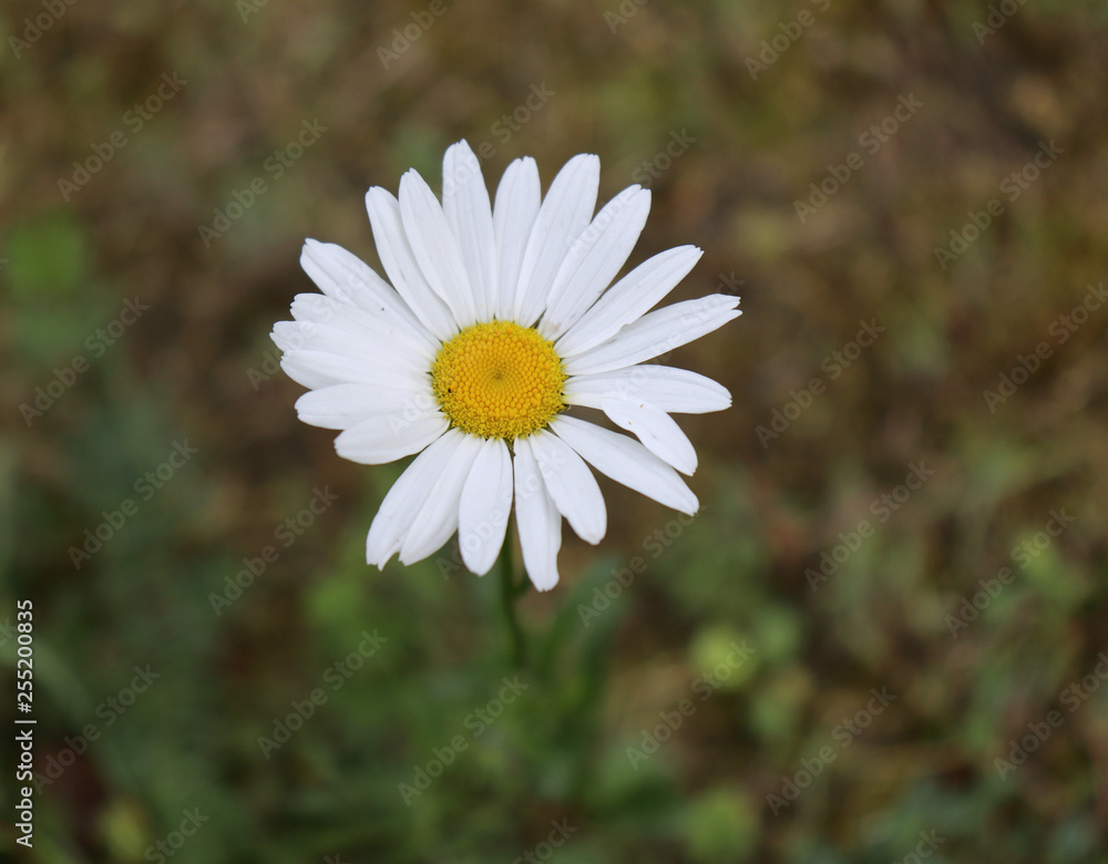 Fototapeta premium Daisy flower on green grass background. Summer. Close up.
