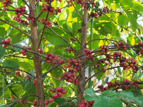 Red Coffee beans ripening on a branch at coffee plantation and waiting to harvest.