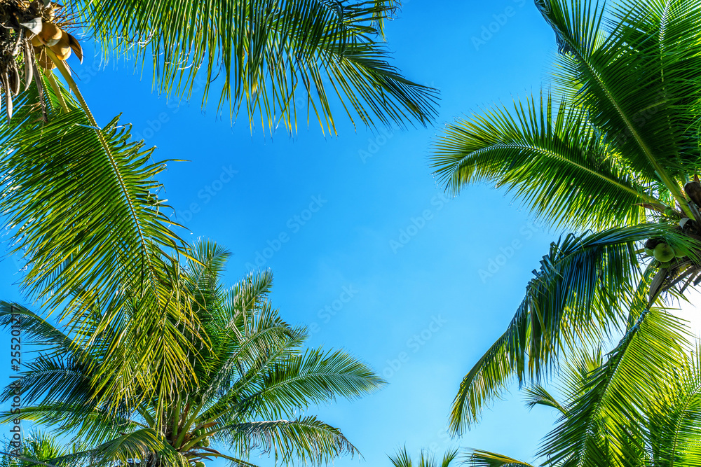 Fototapeta premium Coconut Palm trees. Tropical background.